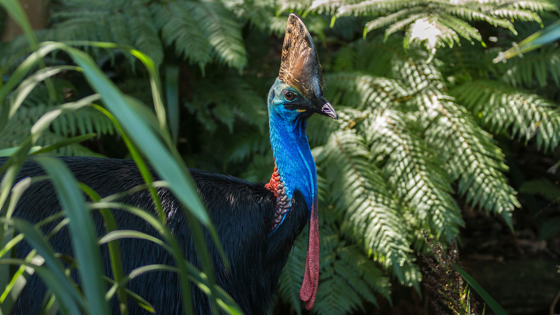 Cassowary in Daintree River National Park, Queensland, Australia