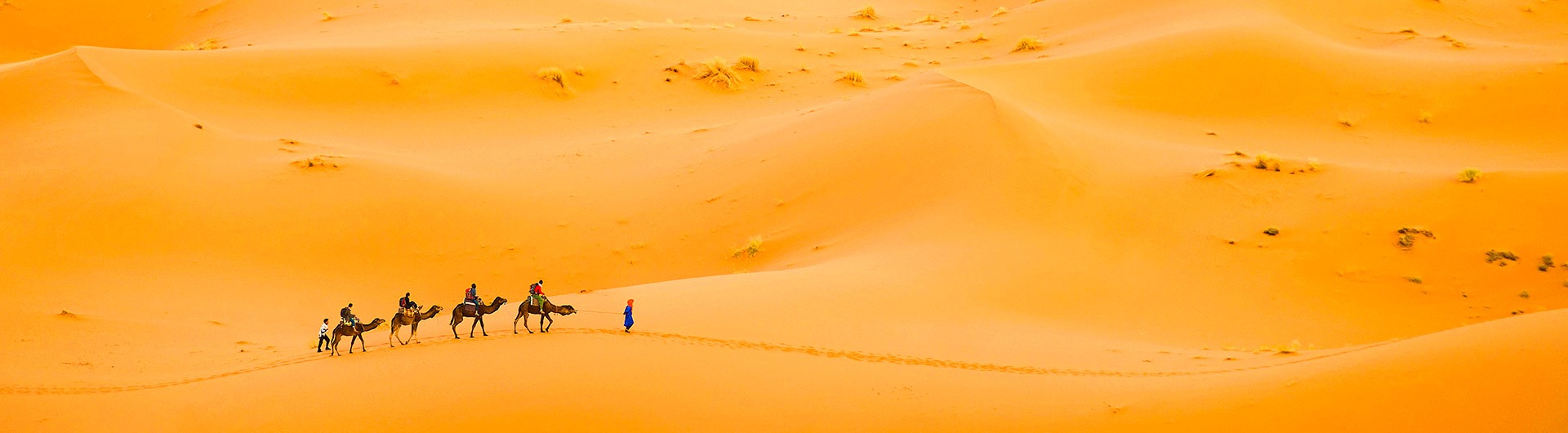 Camels on the Erg Chebbi Dunes in Morocoo