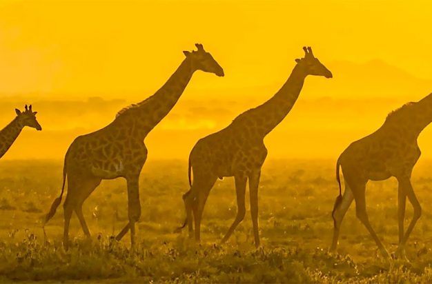 Giraffes walking at sunrise in the Serengeti, Tanzania