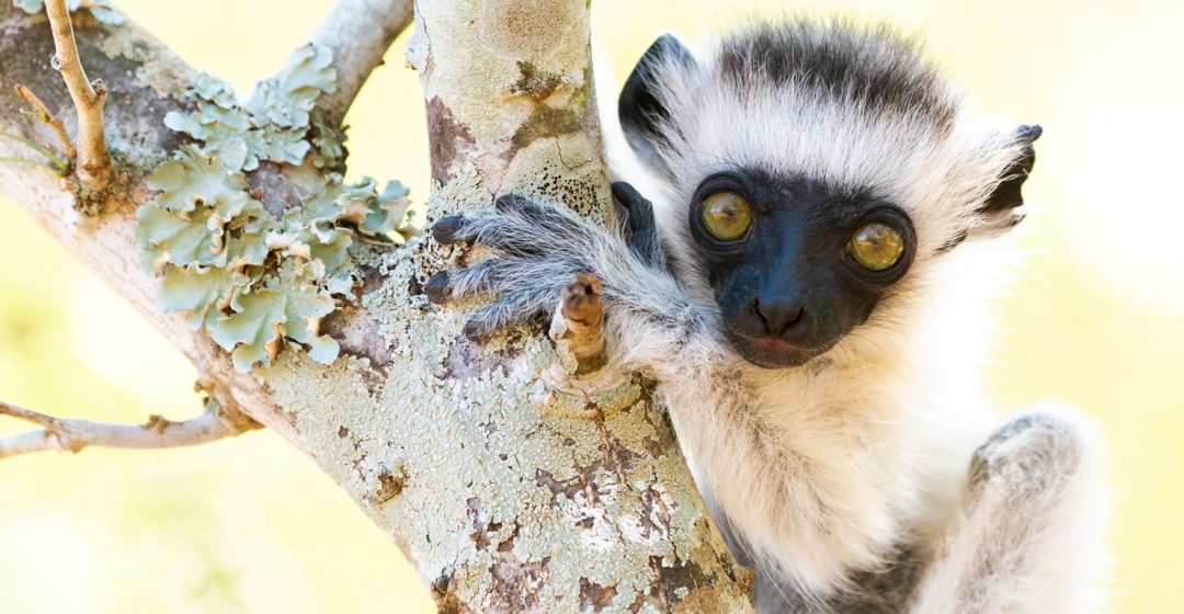 Africa, Madagascar, a baby monkey playing in a tree right next to its mother.