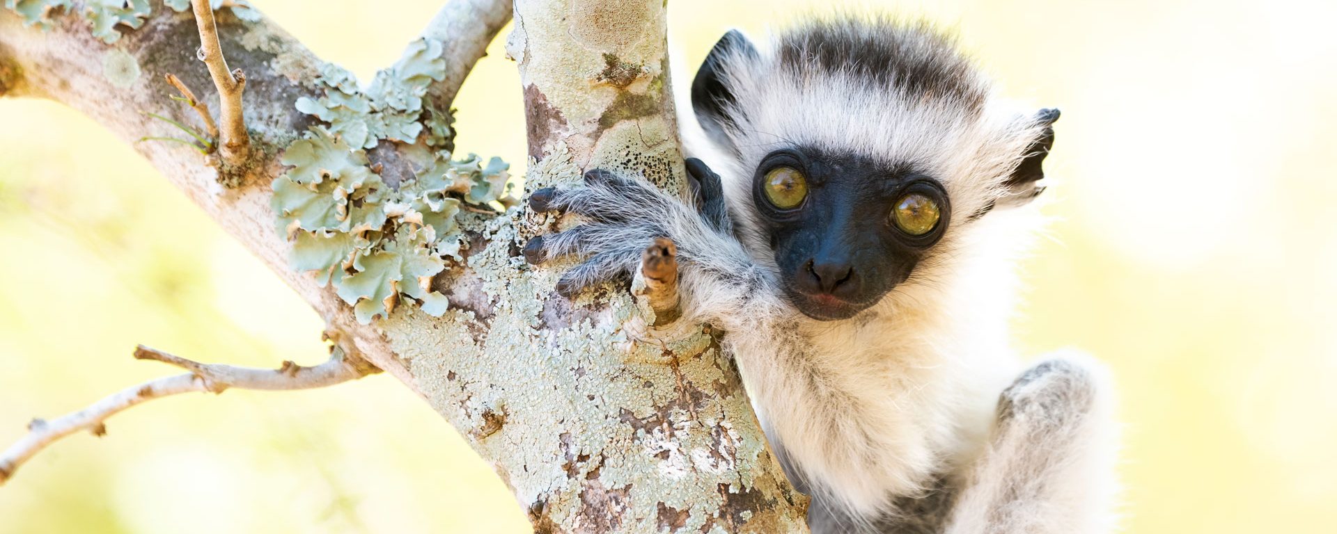 Africa, Madagascar, a baby monkey playing in a tree right next to its mother.