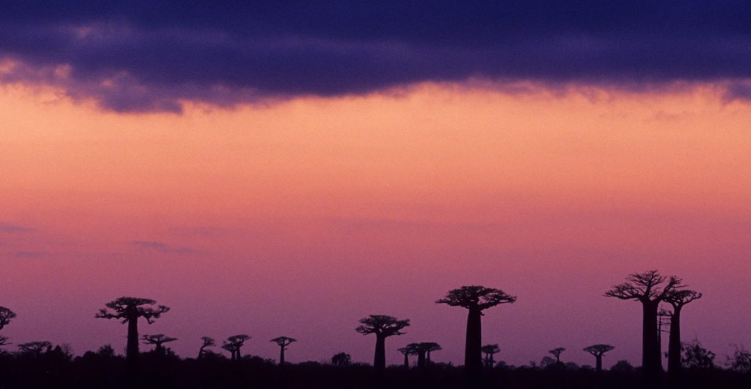 Baobab Avenue at sunset in Morondava, Madagascar, Africa