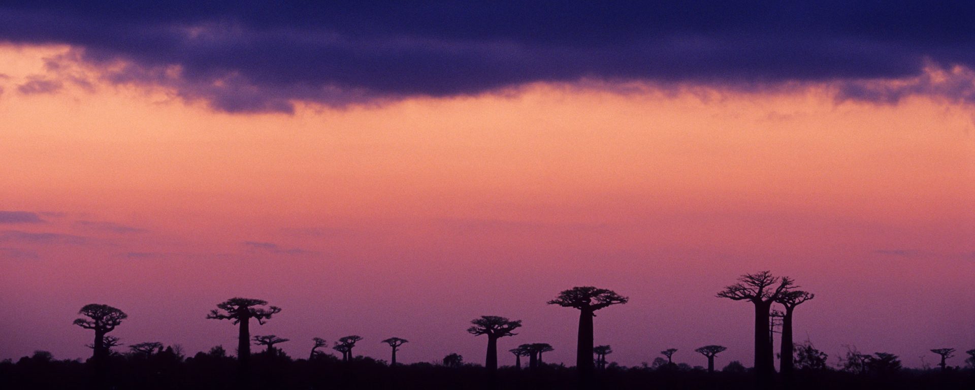 Baobab Avenue at sunset in Morondava, Madagascar, Africa