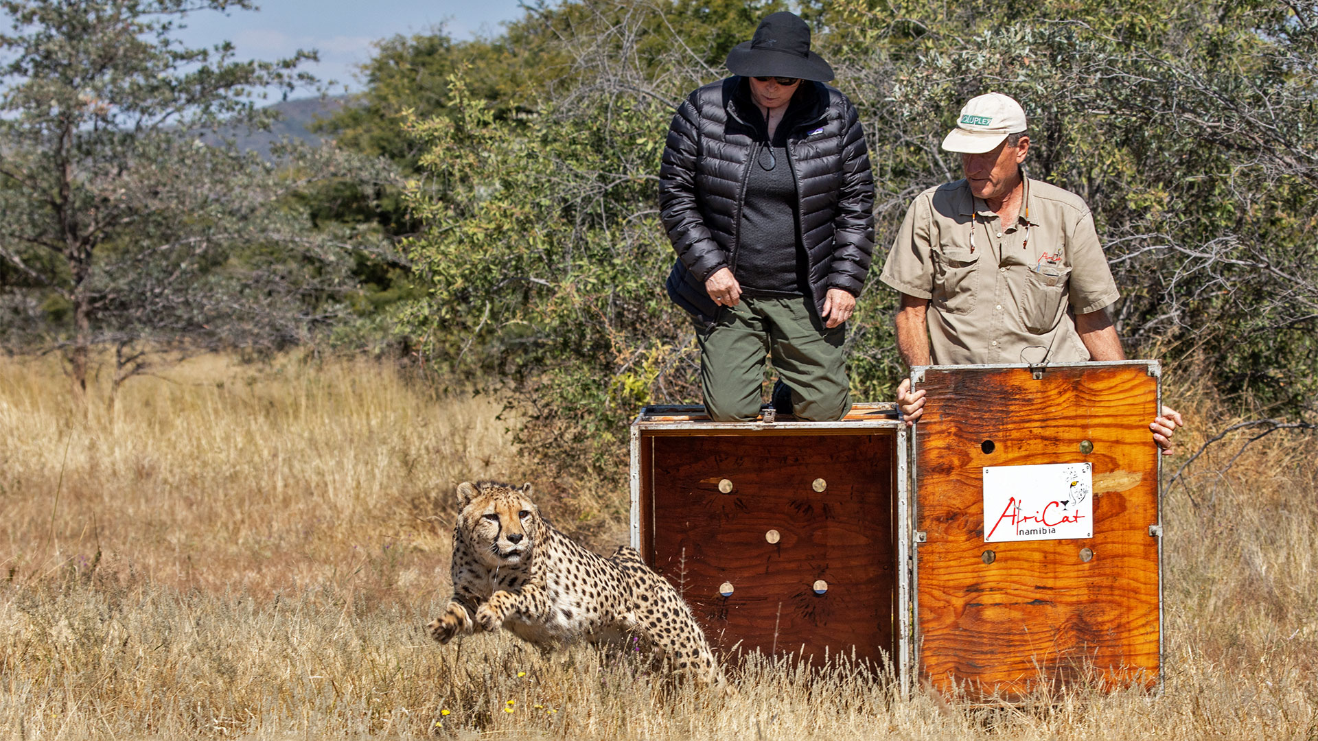 AfriCat Clinic & Research - Ultimate Safaris