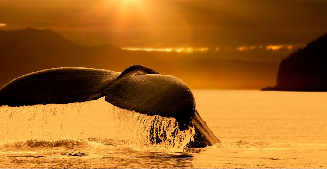 Tail of a humpback whale at sunset, Stephens Passage, Juneau, Alaska