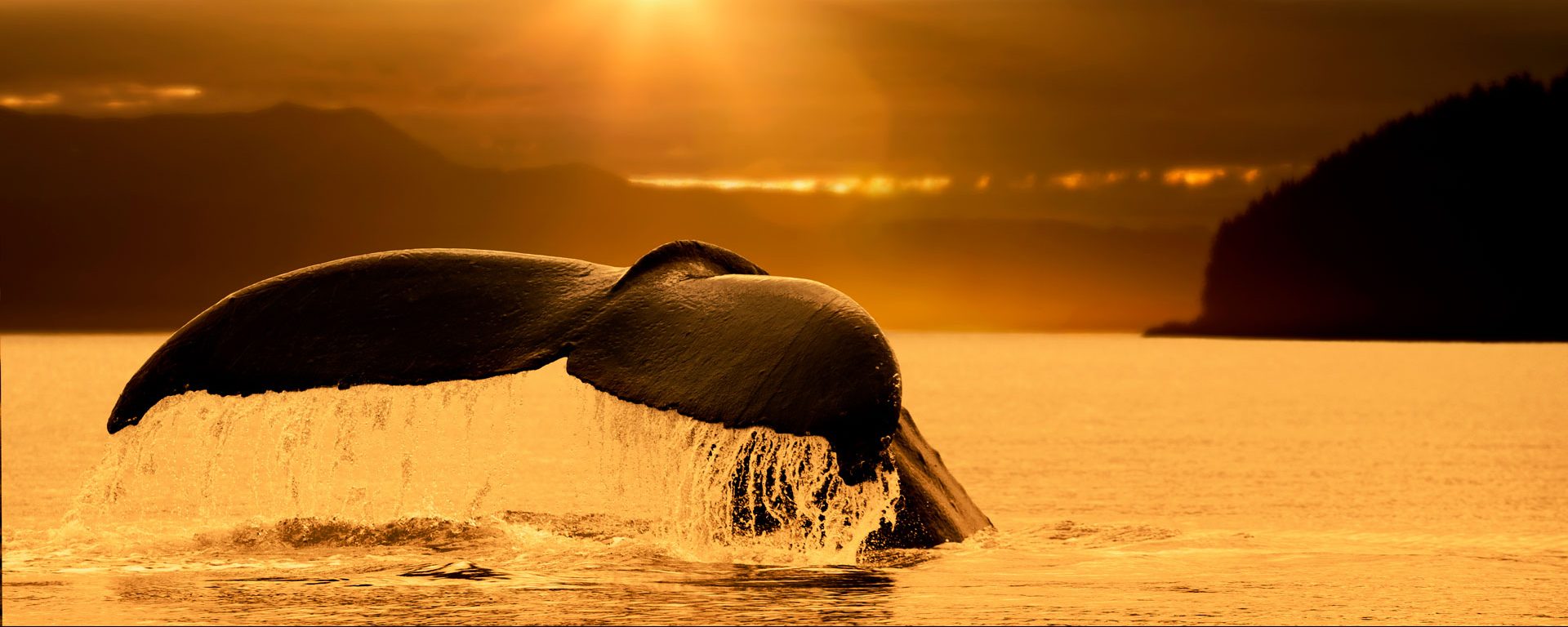 Tail of a humpback whale at sunset, Stephens Passage, Juneau, Alaska