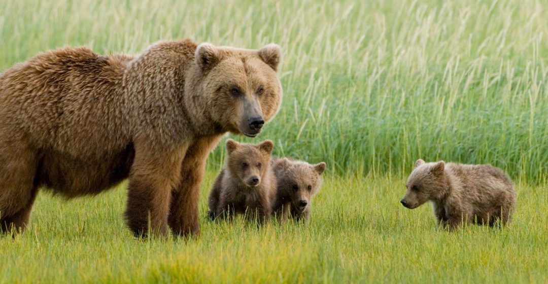 Alaskan Brown Bear sow and three cubs, grazing in meadow, Katmai National Park, Alaska