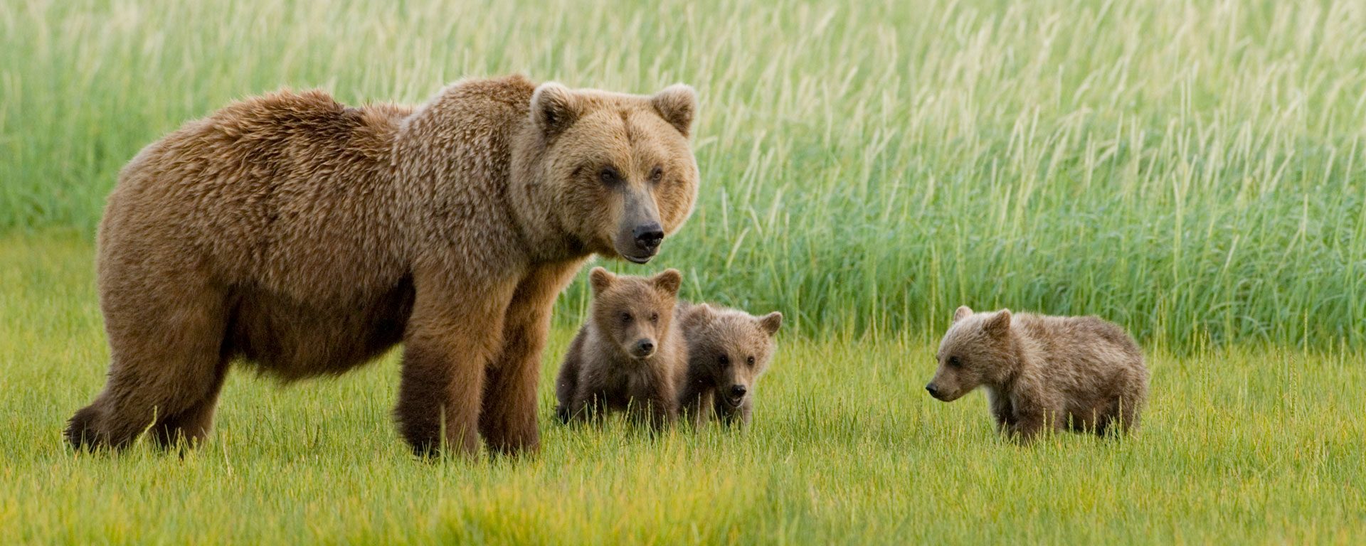 Alaskan Brown Bear sow and three cubs, grazing in meadow, Katmai National Park, Alaska