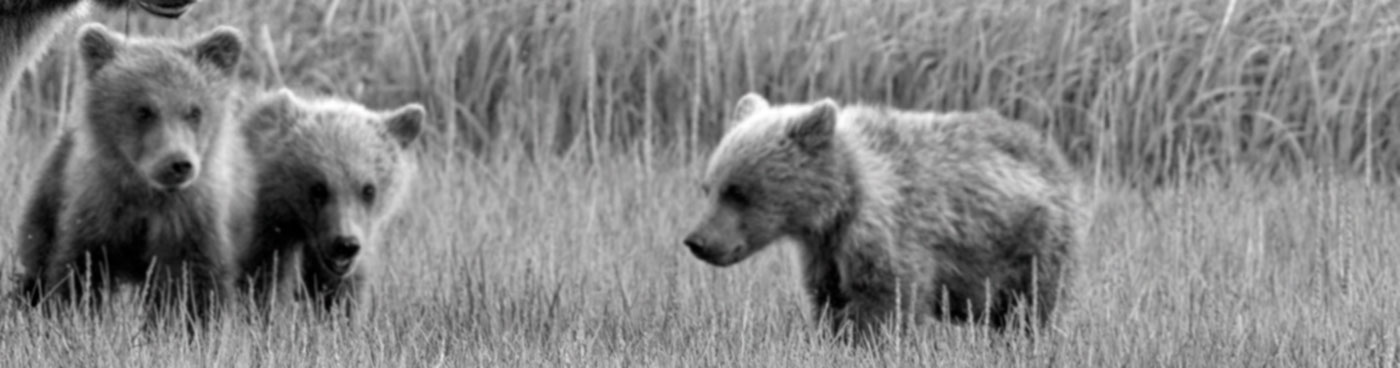 Alaskan Brown Bear sow and three cubs, grazing in meadow, Katmai National Park, Alaska