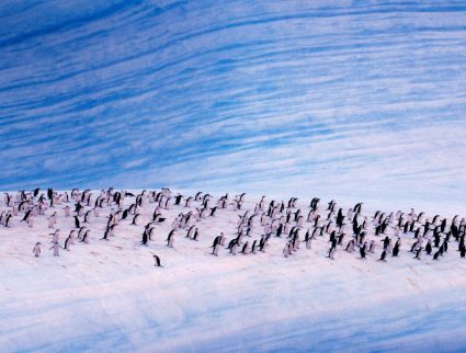 Chinstrap penguins on an iceberg, Antarctica with GeoEx