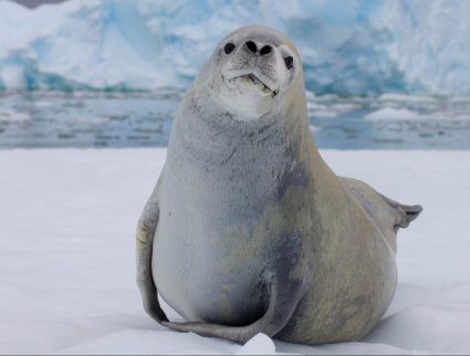 Crabeater seal resting on sea ice, Antarctica with GeoEx