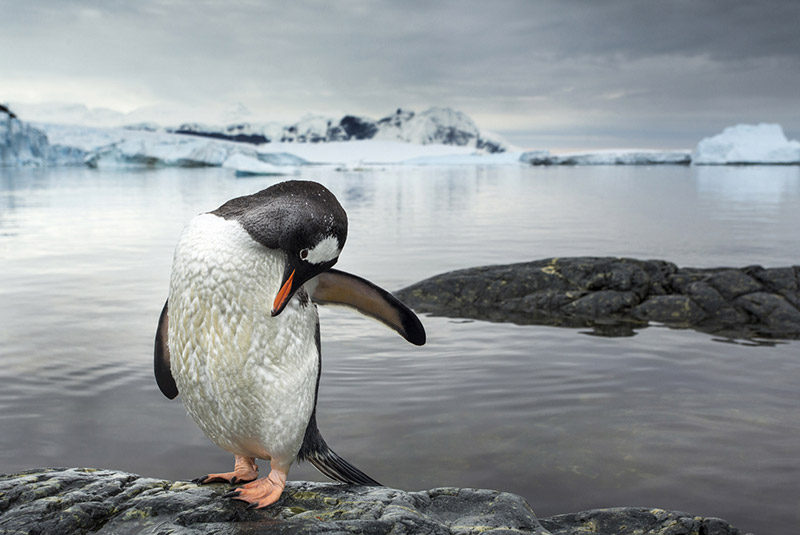 A gentoo penguin grooming itself in Antarctica