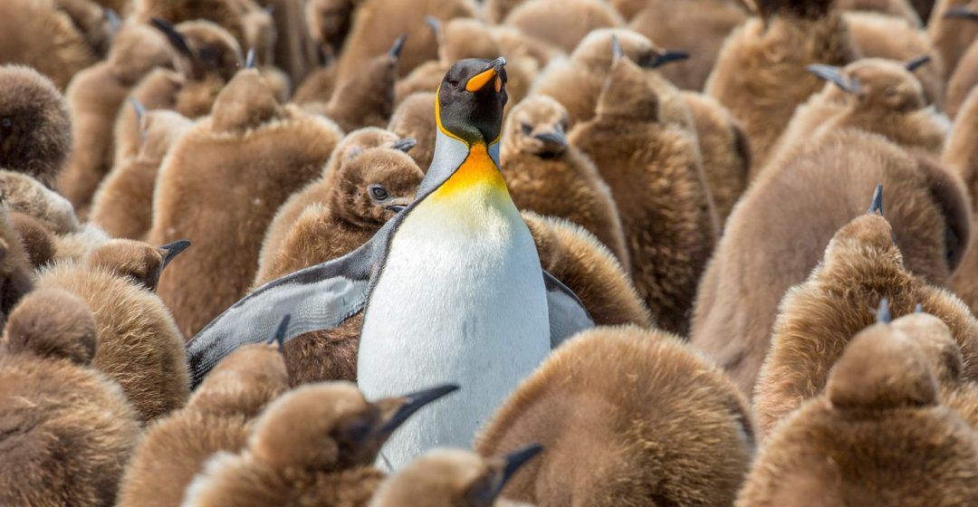 King penguin rookery at Gold Harbor, South Georgia Islands, Antarctica