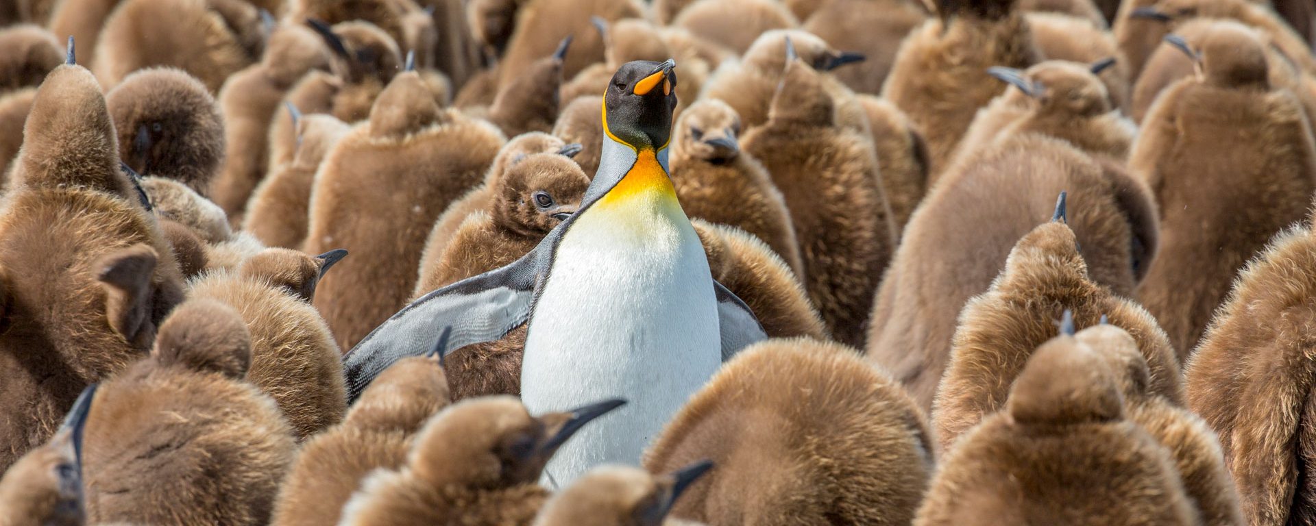 King penguin rookery at Gold Harbor, South Georgia Islands, Antarctica