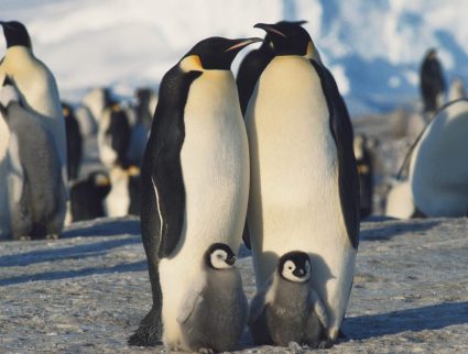 Herd of Emperor Penguins in winter, Antarctica, South Pole with GeoEx