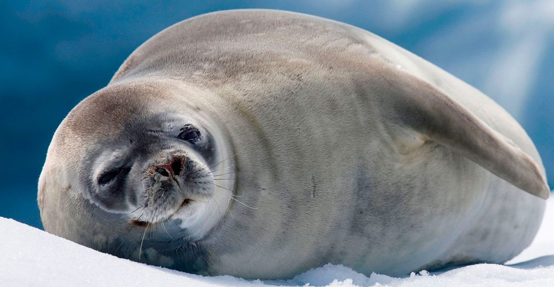 Crabeater seal resting on iceberg in Antarctic sea at Trinity Island, Antarctica