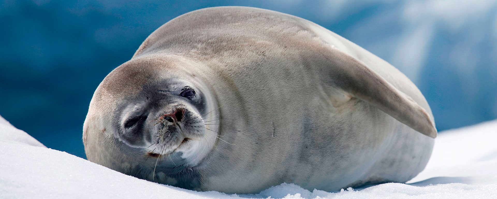 Crabeater seal resting on iceberg in Antarctic sea at Trinity Island, Antarctica