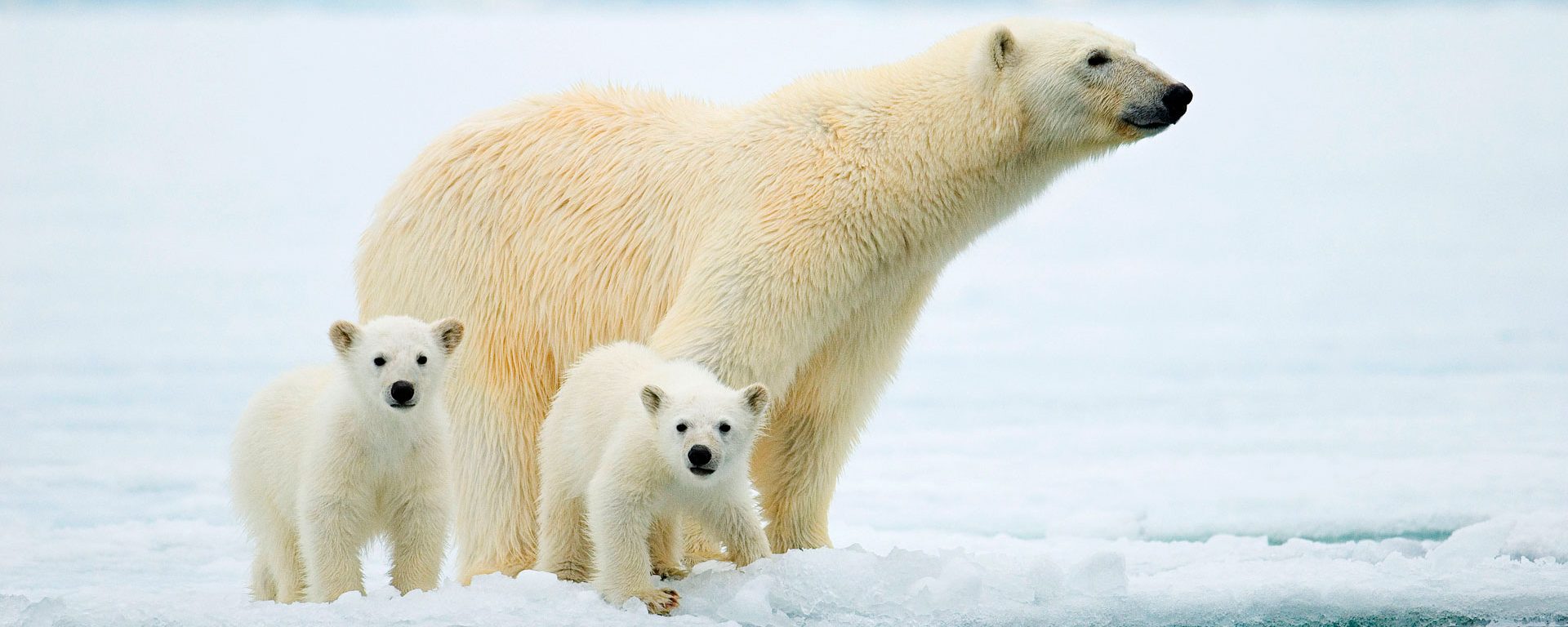 Polar bear mother and twin cubs hunting on the pack ice, Svalbard Archipelago, Arctic Norway