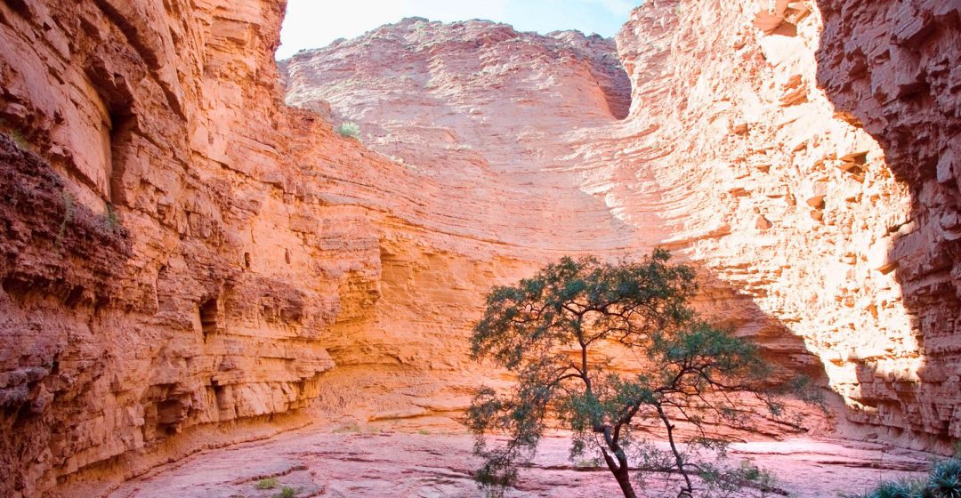 A tree stands in the Garganta del Diablo canyon near Salta, Argentina