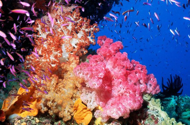 Australia, Great Barrier Reef, Pixie Pinnacle With Colorful Soft Coral