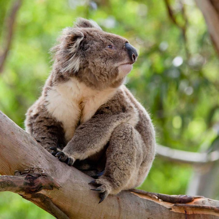 Koala in a tree, Australia