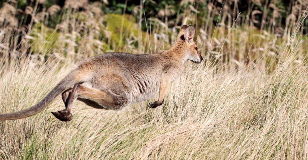 Red-necked wallaby bounding across a grassy clearing in Bunya Mountains National Park, Queensland, Australia