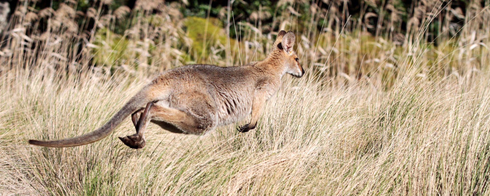 Red-necked wallaby bounding across a grassy clearing in Bunya Mountains National Park, Queensland, Australia