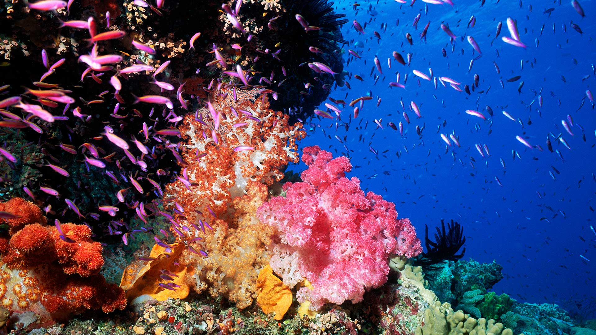 Pixie Pinnacle with Colorful Soft Coral And Anthias, Great Barrier Reef, Australia