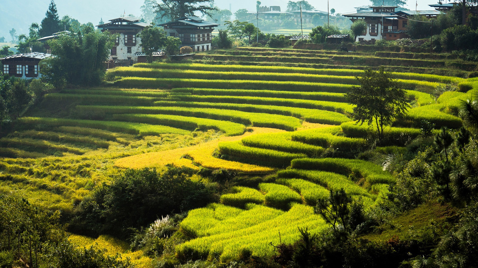 Traditional architecture and terraced rice fields in Thimphu, Bhutan