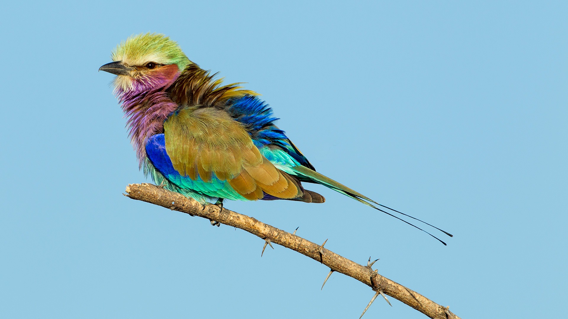 Lilac breasted roller resting on a branch in the Okavango Delta, Botswana