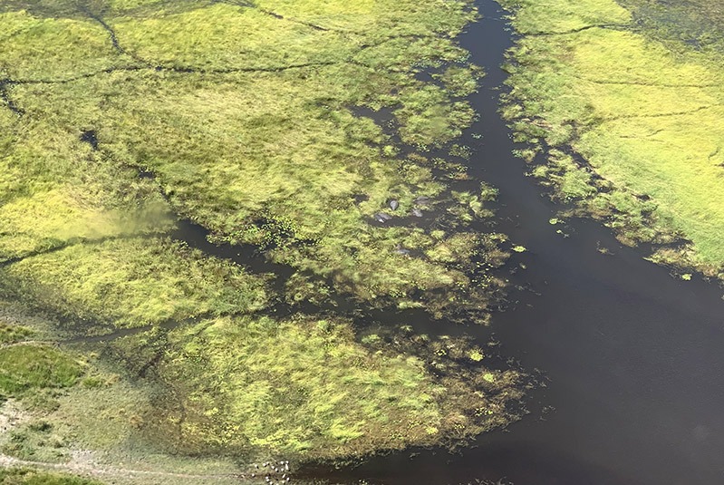 Aerial of hippos in the Okavango Delta, Botswana