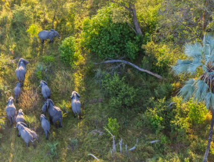 Aerial view of elephants in the Okavango Delta, Botswana