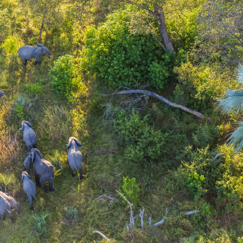 Aerial view of elephants in the Okavango Delta, Botswana