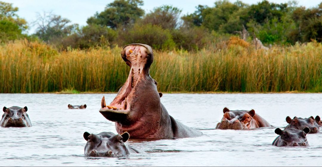 Hippos wading in a river in the Okavango Delta, Botswana