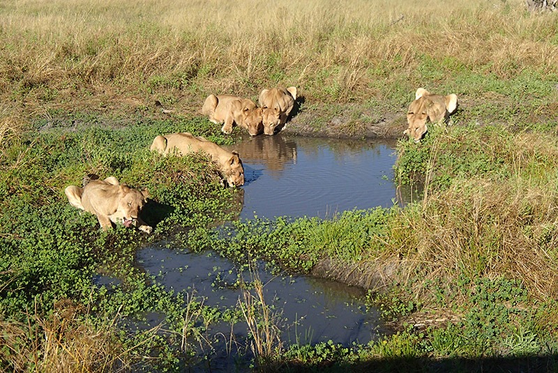 Pride of lions at a watering hold in Okavango Delta, Botswana