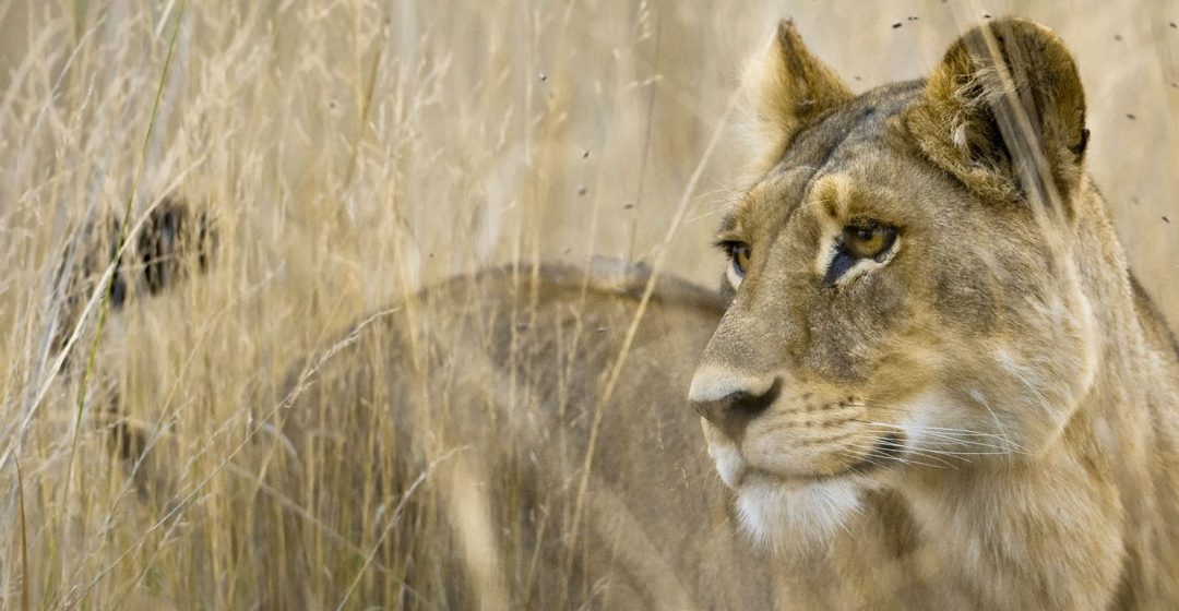 Lion stands in tall grass in the Okavango Delta, Botswana