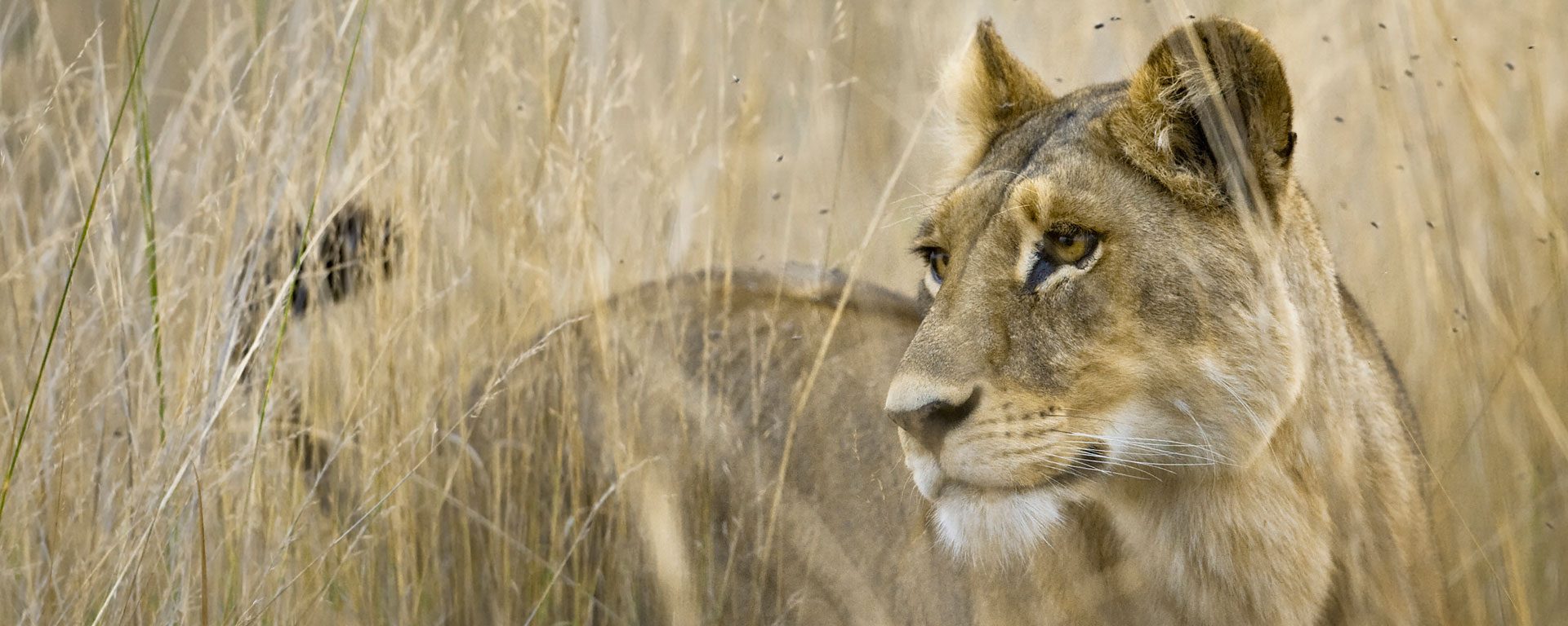 Lion stands in tall grass in the Okavango Delta, Botswana