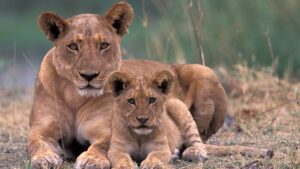 A mother lion and cub in the Okavango, Botswana