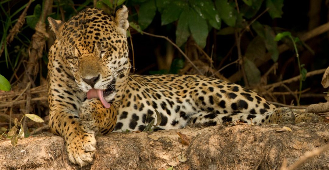 Jaguar grooming itself in the Pantanal, Brazil