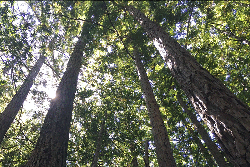 Muir Woods in California 