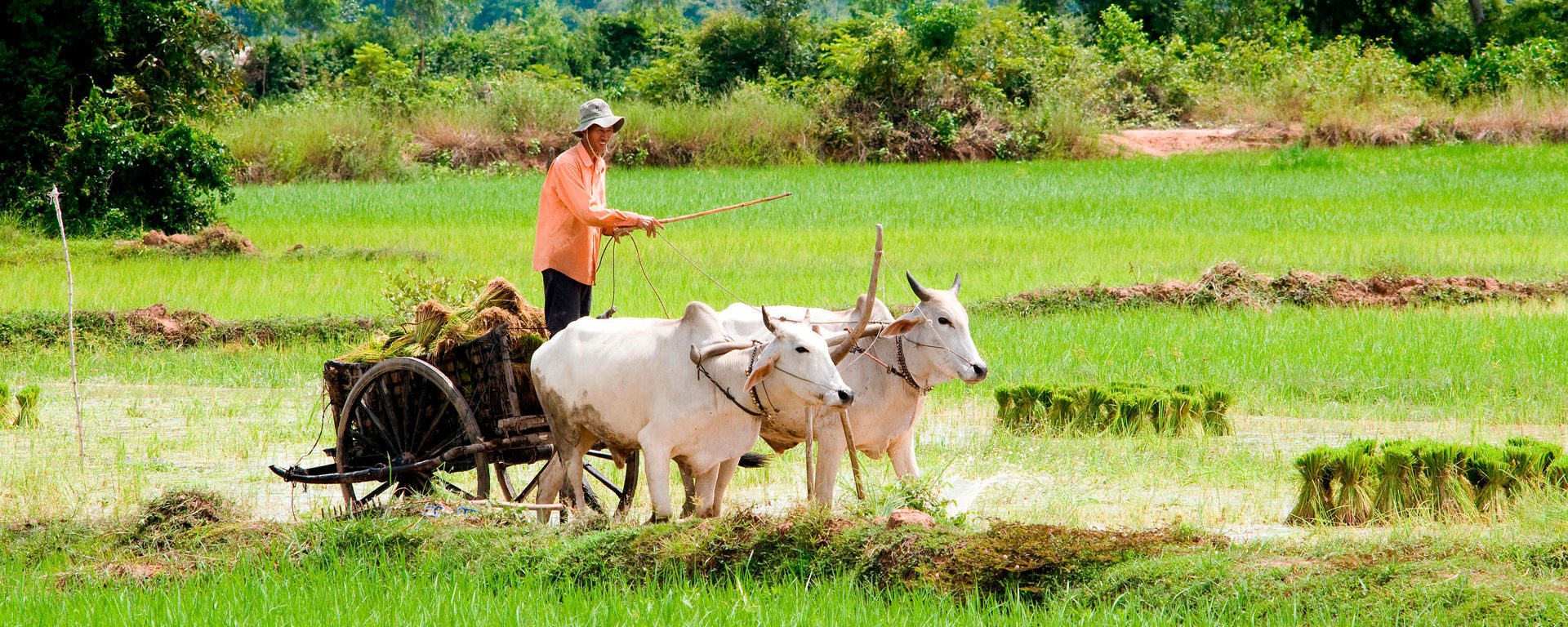 Man drives ox cart through rice fields near Tonle Bati, Cambodia