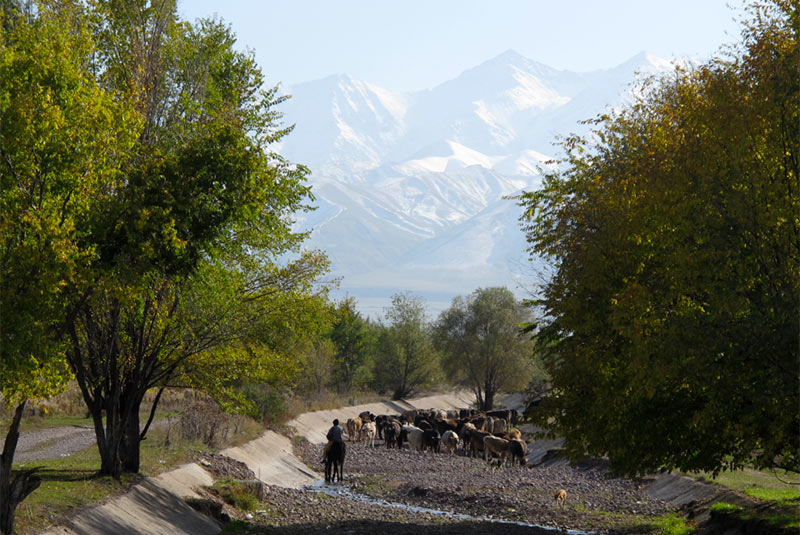 Horses and backdrop of snowcapped peaks near Burana Tower, Kyrgyzstan