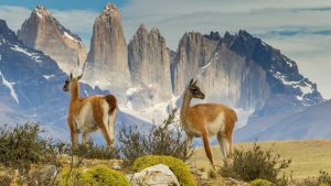 Guanacos in field, Torres del Paine, Patagonia