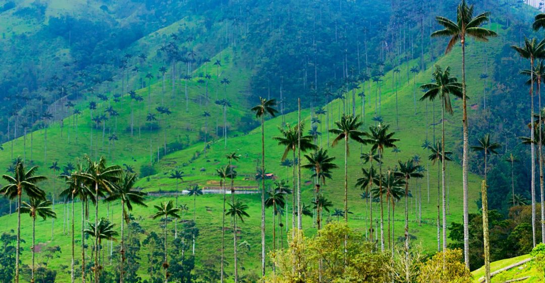 Landscape of wax palm trees in Cocora Valley, Colombia