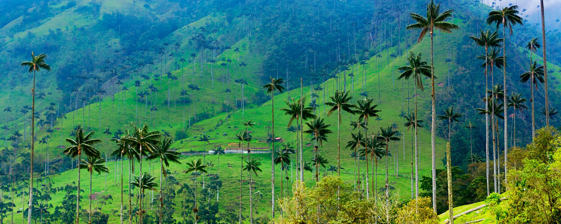 Landscape of wax palm trees in Cocora Valley, Colombia