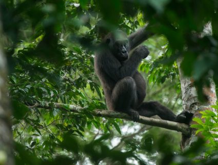 Western lowland gorilla, Kokoua National Park, Congo