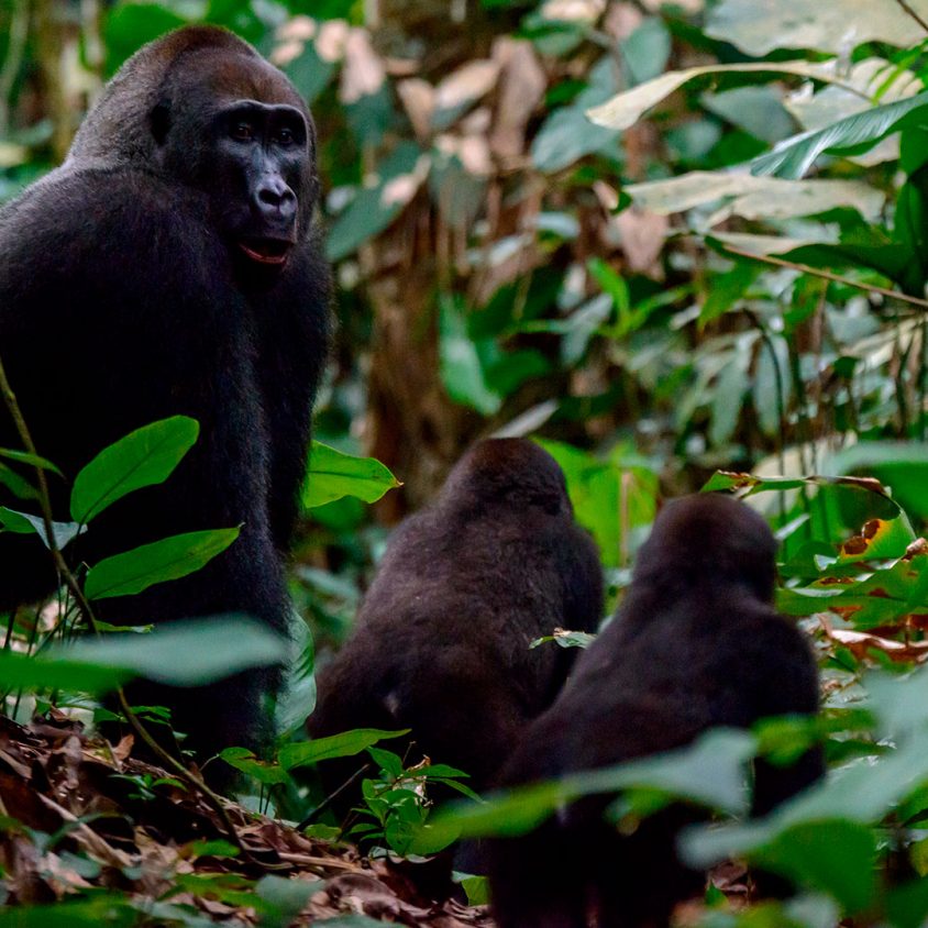 Western lowland gorilla silverback and juveniles in Odzala-Kokoua National Park, Republic of the Congo