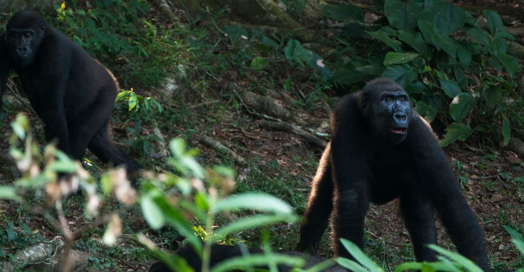 Two western lowland gorillas in Odzala-Kokoua National Park, Congo