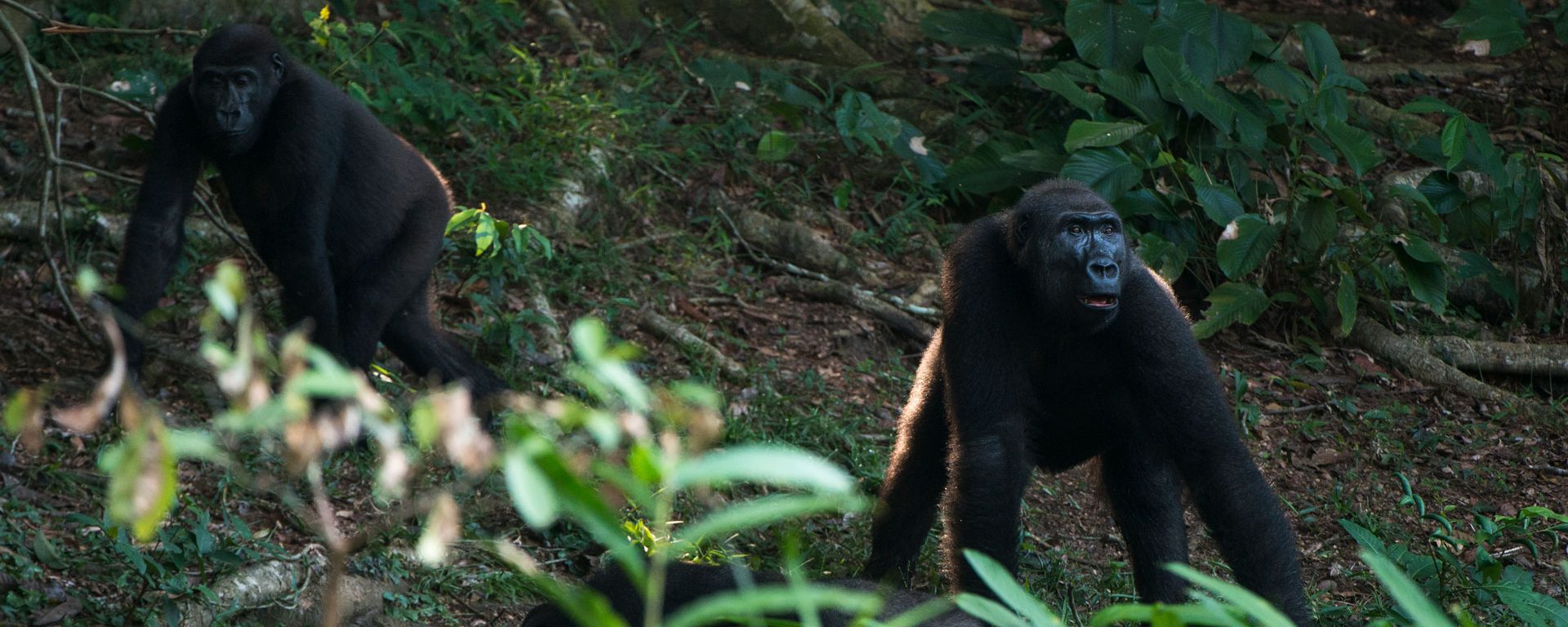 Two western lowland gorillas in Odzala-Kokoua National Park, Congo