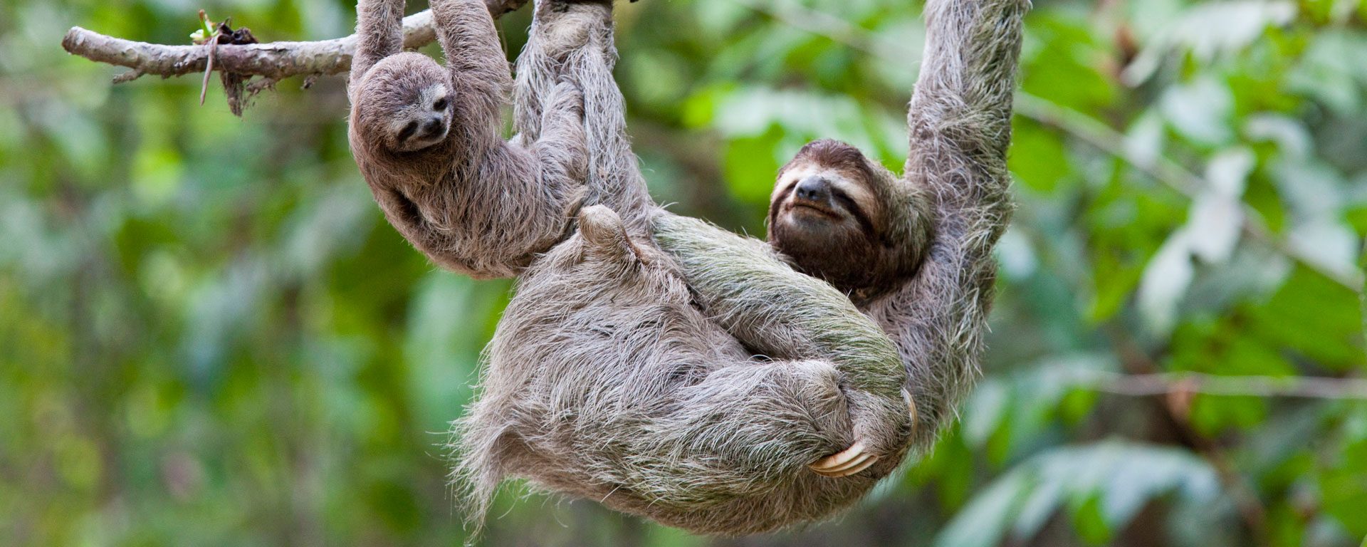 Mother and baby sloths hang on branch in the jungle of Corcovado National Park, Costa Rica